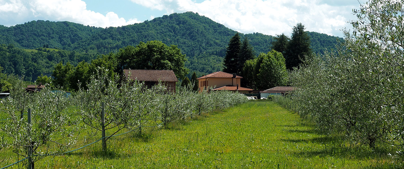 Podere Porziola Olio Biologico — foto 2